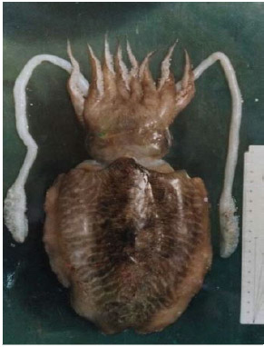 Image for - Screening the Antimicrobial Activity of Different Sepia officinalis (Cephalopoda: Sepioidea) Parts Collected from Alexandria Mediterranean Waters, Egypt Against Some Human Pathogens
