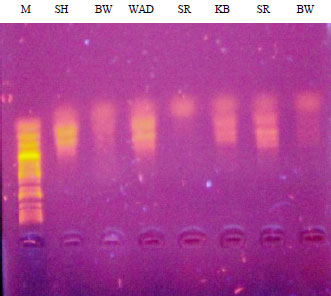 Image for - Molecular Characterization of Five Populations of Nigerian Indigenous Goat Breeds Using Random Amplified Polymorphic DNA Markers