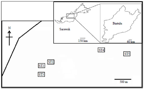 Image for - Diversity and Habitat Characteristics of Local Freshwater Gastropoda (Caenogastropoda) from Sarawak, Malaysia