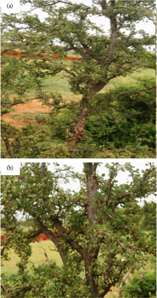 Image for - Insecticidal and Antimicrobial Extracts from Leaves and Stem-bark of Sudanese Albizia anthelmintica
