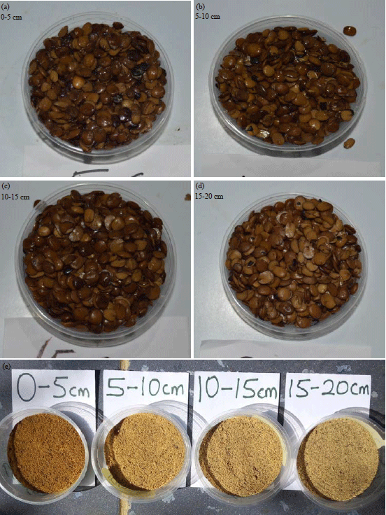 Image for - Effect of Fermentation Substrate Thickness on Physical, Chemical and Microbial Qualities of Fermented African Locust Bean Seeds (Daddawa)