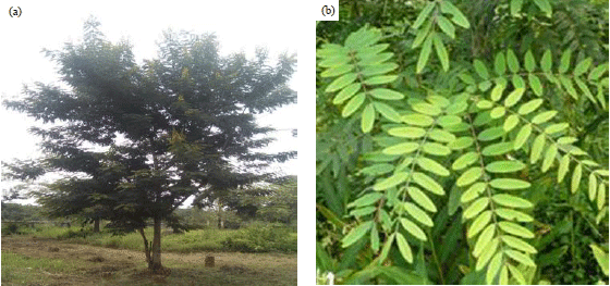 Image for - In vitro Phytochemical, Antidiarrhoea and GC-MS Screening of the Methanol Leaf Extract of Cassia siamea (Fabaceae)