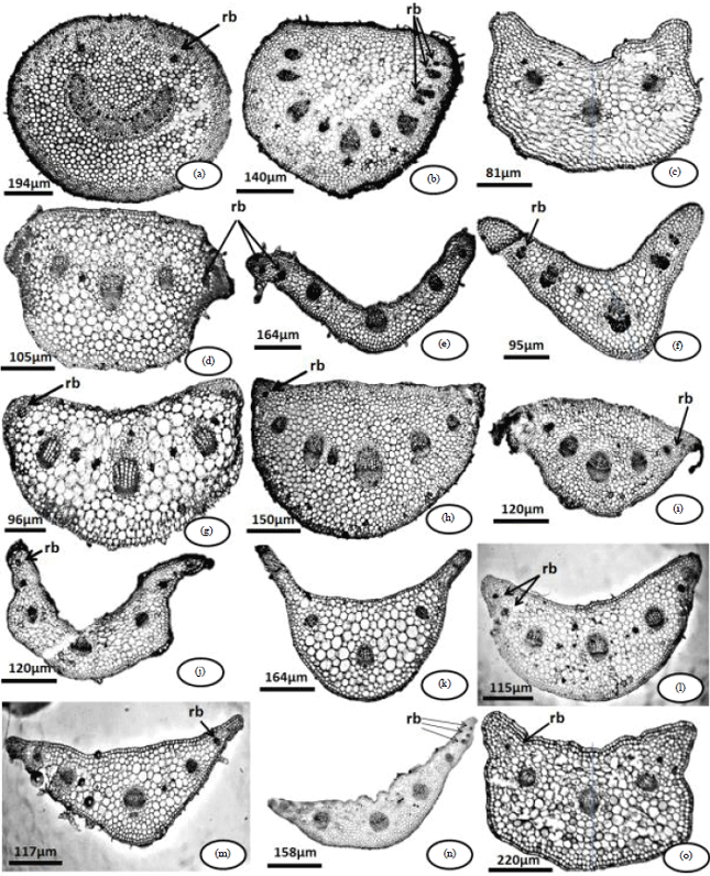 Image for - Systematic Significance of Petiole Anatomical Characteristics in Some Members of Asteraceae from Some Parts of Nigeria