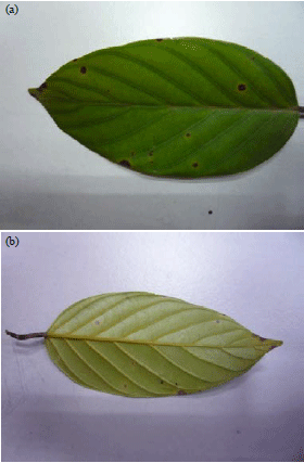 Image for - Survey of Leaf Fungal Disease on Urban Tree at Taman Putra Perdana, Putrajaya, Malaysia