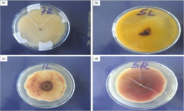 Image for - Morphological and Molecular Diversity of Fusarium Species Causing Wilt Disease in Ginger (Zingiber officinale Roscoe) in South Western Ethiopia