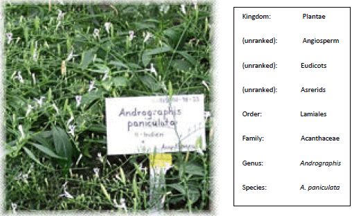 Image for - Ameliorative Role of Andrographis paniculata Nees Exract on Chromium-induced Oxidative Stress in Liver and Lungs Mitochondria
