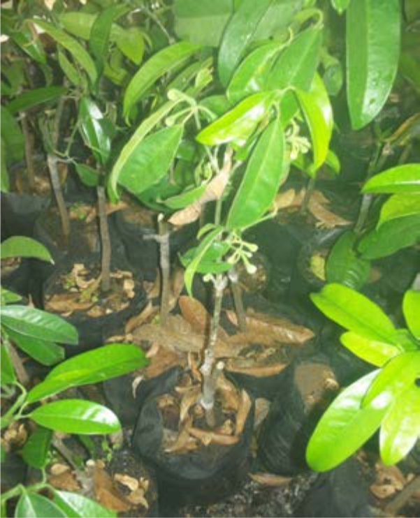 Image for - Scion Source Effects on the Growth Performance of Grafted Seedlings of Garcinia kola Heckel