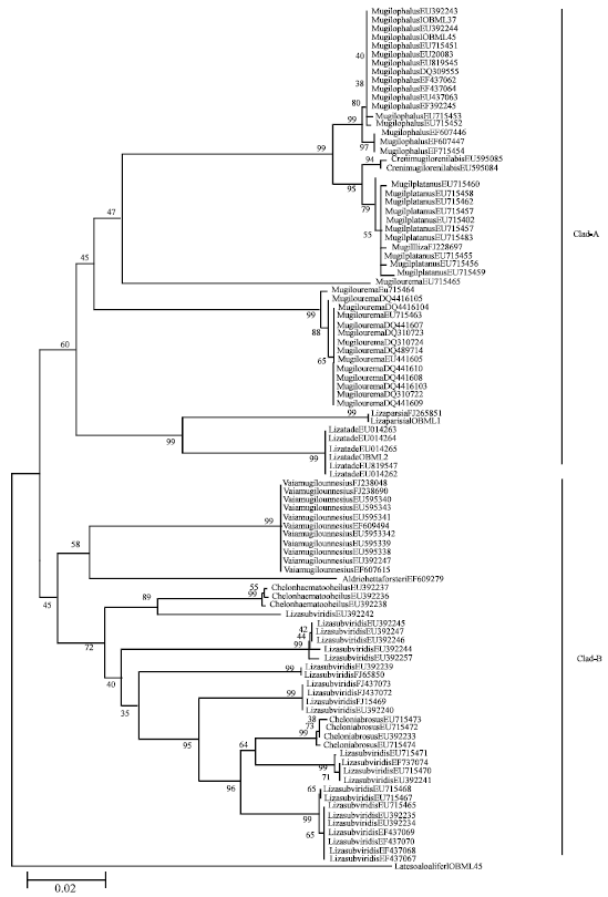 Image for - Efficiency of Universal Barcode Gene (Coxi) on Morphologically Cryptic Mugilidae Fishes Delineation