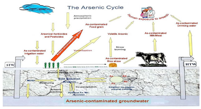 Image for - Arsenic Contamination in Irrigation Water for Rice Production in Bangladesh: A Review