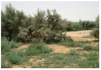 Image for - Ecological Study of Wadi Thulaim in Al-Kharj, Saudi Arabia