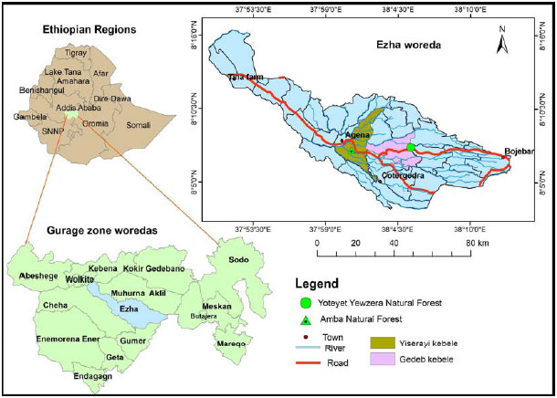 Image for - Ethnomedicinal Plant Diversity Study Around Yotyet-yewezera and Amba Natural Forest, Ezha District, Gurage Zone, Central Ethiopia