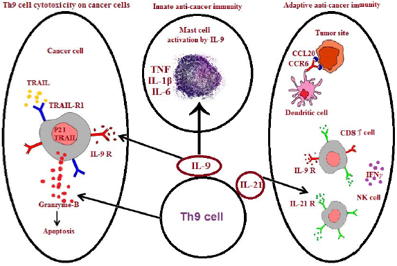 Image for - Interaction between Th9 cells, Interleukin-9 and Oxidative Stress in Chronic Lymphocytic Leukemia