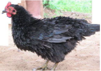 Image for - Immune Response of Nigerian Chicken Genotypes to Salmonella and Newcastle Vaccines