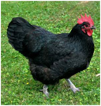 Image for - Immune Response of Nigerian Chicken Genotypes to Salmonella and Newcastle Vaccines
