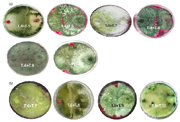 Image for - Efficiency of 10 Compatible Isolates of Trichoderma spp. Against Rice Pathogens under Laboratory Conditions