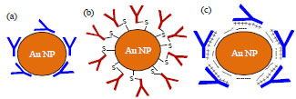 Image for - Synthetic Applications of Gold Nanoparticles in Research Advancement of Electrochemical Immunosensors
