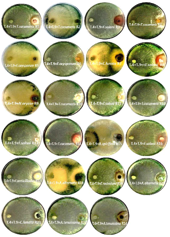 Image for - Efficiency of 10 Compatible Isolates of Trichoderma spp. Against Rice Pathogens under Laboratory Conditions