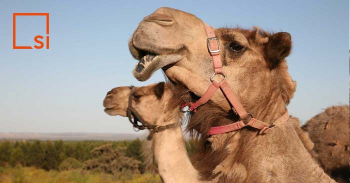 Chemo-preventive Potential of Camel Milk Against Colon Cancer