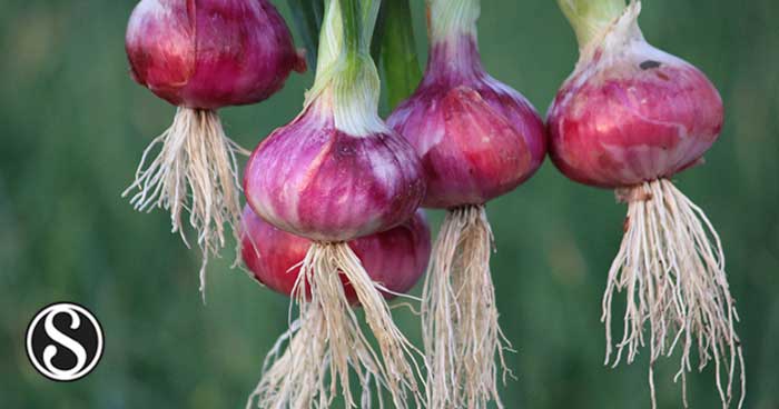 Impact Assessment of Different Organic Manures on Growth, Morphology ...