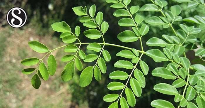 Potential of Moringa oleifera Leaf Meal to Replace Soybean Meal in ...