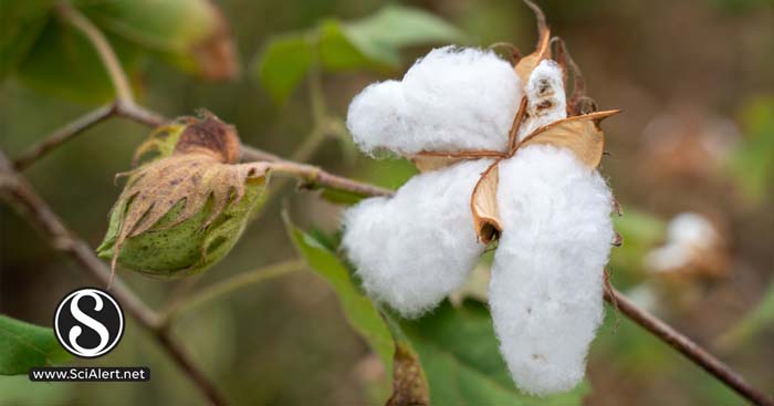 Morpho-Biological Traits of Upland Cotton at the Germination Stage ...