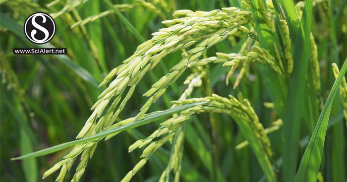 Effects of NaCl on Growth, Chlorophyll and Sugar Contents in Rice ...