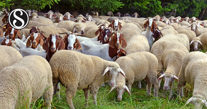 Diagnosis and Control of Foot and Mouth Disease (FMD) in