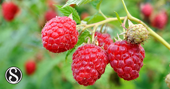 Hypertrophied Raspberry Ameliorative and Synergistic Effect of Red Raspberry and Lycopene ...