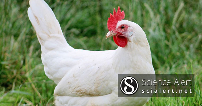 Plumage Uniformity, Growth Rate and Growth Hormone Polymorphism in  Indonesian Hybrid Chickens - SciAlert Responsive Version