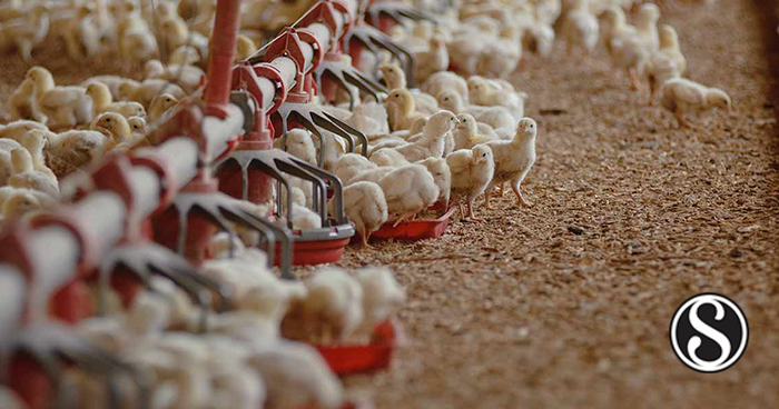 Impact Of Feeding Fermented Wet Feed On Broiler Breeder Production ...