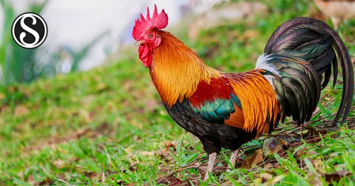 The Effect of Different Extenders on Some Fertility Properties of