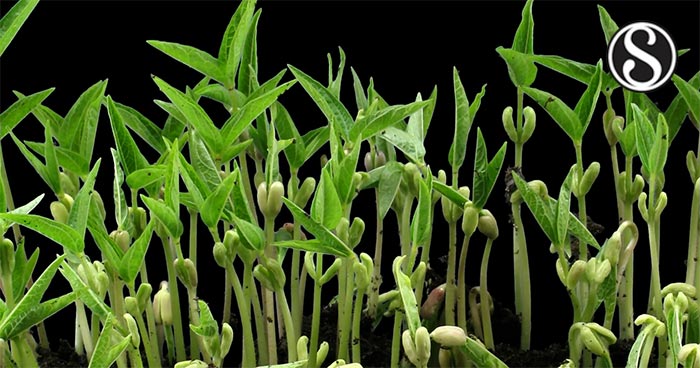 Introduction of mung bean pdf image