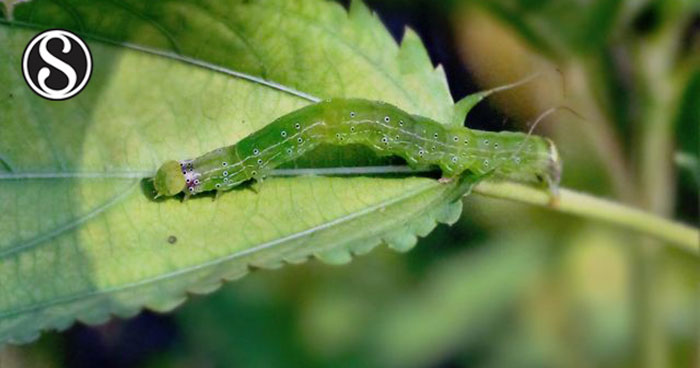 Defensive Response of Corchorus olitorius in Relation to Infestation of Anomis  sabulifera