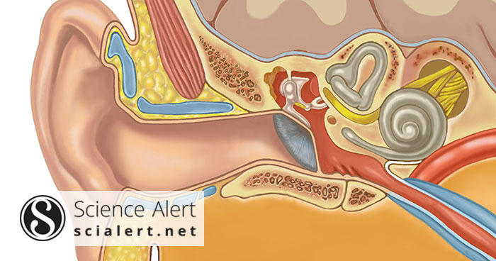 Eardrum surgery cost in usa