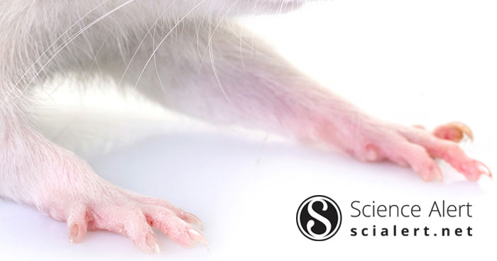 Phytochemicals Improve Anti-inflammatory Activity of Diclofenac in Rat ...