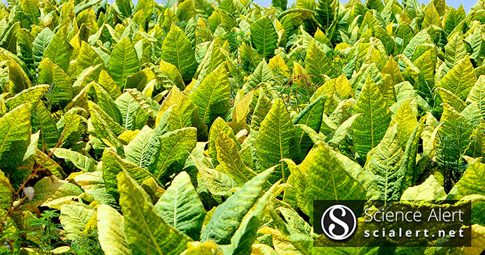 Effects of Aphidius gifuensis Release on Insect Communities and ...