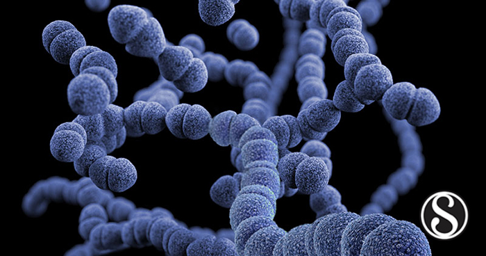 Risk Factors And Microbiological Studies On Streptococcus Pneumoniae 