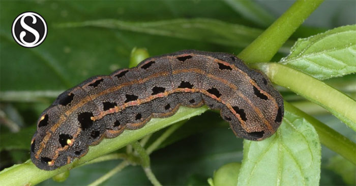 Insecticidal, Behavioral and Biological Effects of Chlorantraniliprole and Chlorfluazuron on Cotton Leafworm (Spodoptera littoralis) - SciAlert Responsive Version
