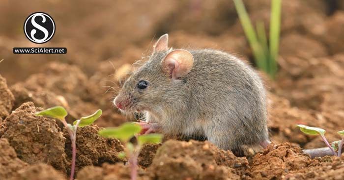 Immunogenicity Response of Mus musculus var. Balb/C after Immunization ...