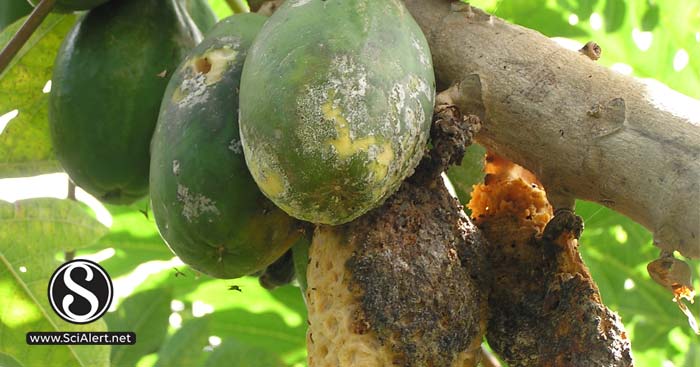 Effectiveness of Cashew Nut Shell Liquid (CNSL) with Bait Formulation ...