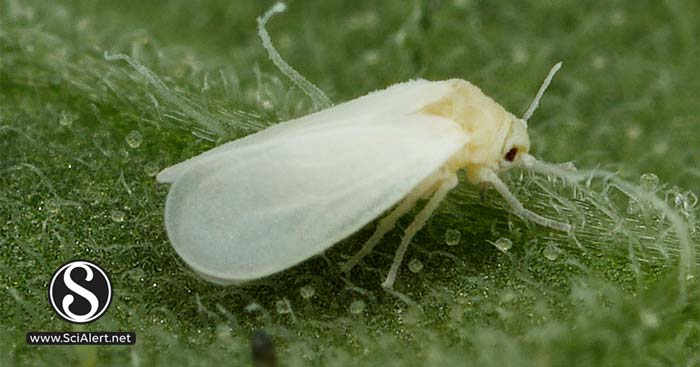 Evidence for Upholding the Association of Whitefly Species Bemisia ...