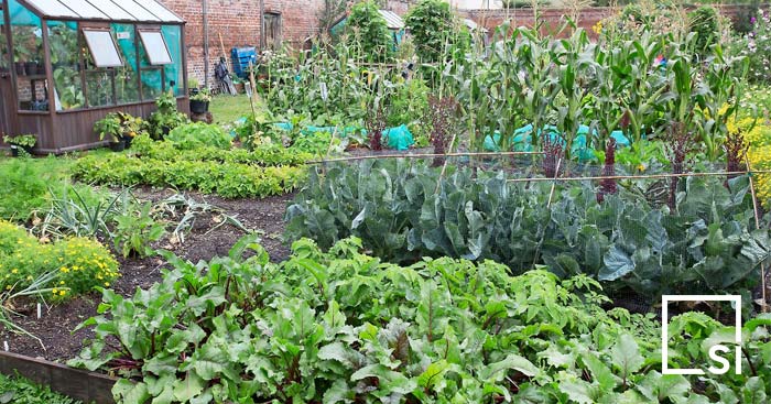Urban Agriculture Impacts on the Environment of Awka, Anambra State ...